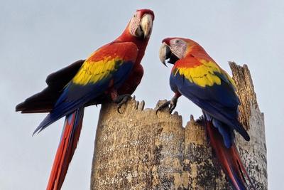 Costa Rica állatparadicsomában - Állatvilág magazin