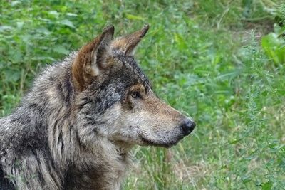Ragadozók - a természet urai - Állatvilág magazin